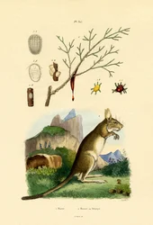 Mézharmat, 1833-39